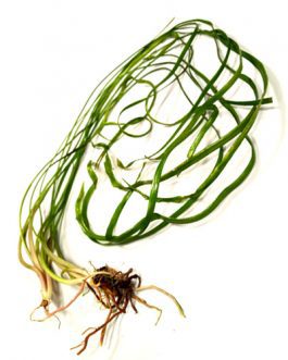 Cryptocoryne Sivadasanii/ Needle leaf Cryptocoryne (Single plant)